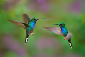 Green-backed Hillstar, Urochroa bougueri leucura, green blue hummingbird from San Isidro in...