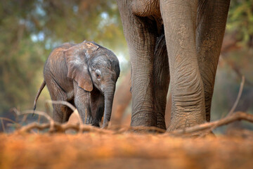 Young pup Elephant at Mana Pools NP, Zimbabwe in Africa. Big animal in the old forest, evening light, sun set. Magic wildlife scene in nature. African baby elephant in beautiful habitat. © ondrejprosicky