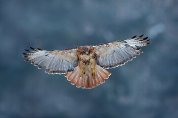 Red-tailed hawk, Buteo jamaicensis, landing in the forest. Winter wildlife scene from nature. ...