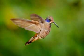 Brown Violet-ear, Colibri delphinae, bird flying next to green tropic forest, animal in the nature habitat, Sumaco, Ecuador in South Africa. Jungle wildlife. Hummingbird fly.
