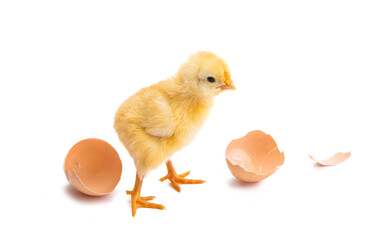 chicken isolated