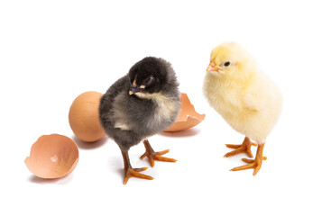 Fototapeta premium chicken isolated