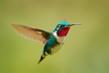 Fly detail, moving wings. White-bellied Woodstar, hummingbird with clear green background. Bird from Tandayapa, Ecuador. Flying hummingbird in tropical forest.