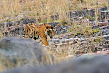 Fototapeta premium Indian tiger, wild animal in the nature habitat, Ranthambore NP, India. Big cat, endangered animal. End of dry season, beginning monsoon. Tiger from Asia.