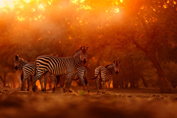 Fototapeta na wymiar Africa sunrise. Plains zebra, Equus quagga, in the grassy nature habitat with evening light in Mana Polls, Zimbabwe. Sunset in savanah. Animals with big trees.