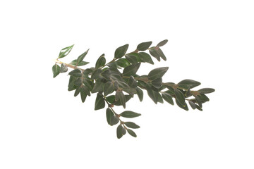 green branch isolated on white background