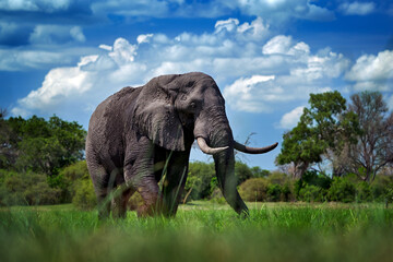Fototapeta premium Elephant in the grass, beautiful evening light. Wildlife scene from nature, elephant in the habitat, Moremi, Okavango delta, Botswana, Africa. Green wet season, blue sky with clouds. African safari.