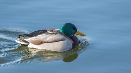 Obraz premium duck on the water