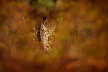 Iberian lynx hidden in brush wood. Rare cat walk in the nature habitat.  Iberian lynx, Lynx pardinus, wild cat endemic to Iberian Peninsula in southwestern Spain in Europe.