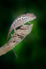 Furcifer oustaleti chameleon sitting on the branch in forest habitat. Exotic beautiful endemic green reptile with long tail from Madagascar. Wildlife scene from nature.