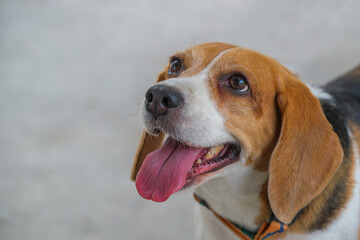 Beautiful beagle dog in the outdoors