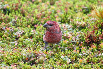 ギンザンマシコ　雄