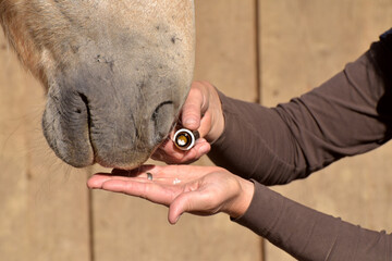 Homöopathie beim Pferd © lichtreflexe