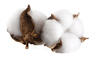 Cotton flowers isolated on white background.
