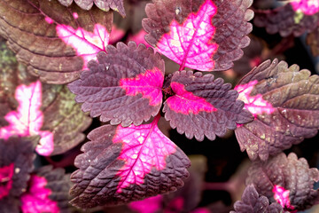 Close-up  Black dragon Coleus leaves .