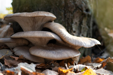 Large beautiful mushrooms Pleurotus ostreatus in the autumn forest near a tree among fallen leaves