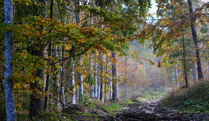 in the forest the colors announce autumn