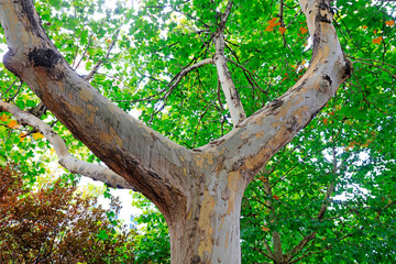 Fototapeta premium Close up photo of tree trunk of Paulownia fortunei