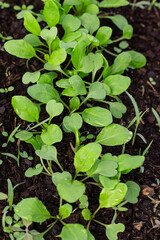 young sprouts of greens arugula in soil