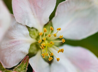 pink and white apple tree flowers on a branch