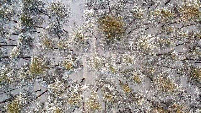 Aerial view o forest glade with a Windbreak, a fallen forest, windfall and dead wood on Winter Day. Deadwood, windbreak in the forest - the concept of protecting forest stands in the forestry.
