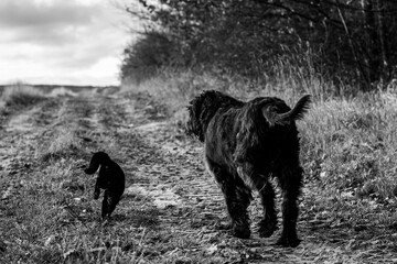 dog and cat walking together on the path