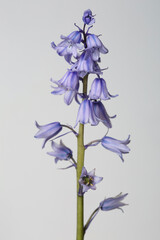 Lilac inflorescence of hosts isolated on gray background.