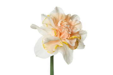 Tender daffodil with a terry peach center isolated on a white background.