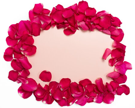 background and texture of bright red rose petals scattered on a white background, in the pink center there is a place for text.