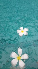 Fototapeta na wymiar Beautiful petals floating on the water
