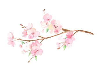 手描き水彩 | 桜の枝 イラスト