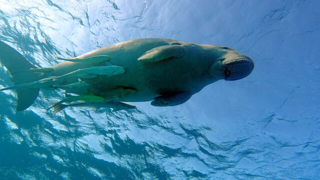 Dugongo. Sea Cow in Marsa Alam. Marsa Mubarak bay.