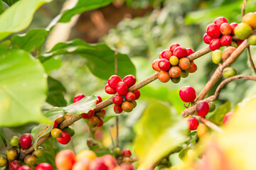 Coffee beans that are ready to be harvested.