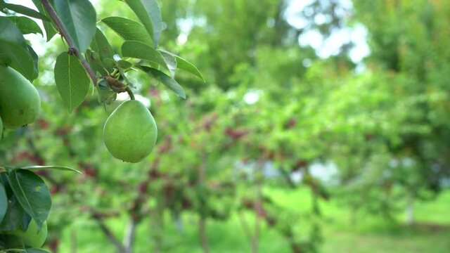 Pear in front of red plums on a branches of plum tree.