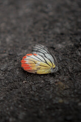 Dying butterfly laying on the street