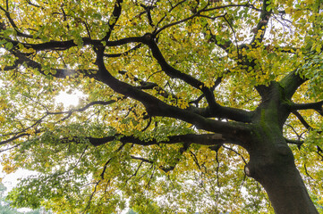 View from bottom up under Gingko tree turned yellow in autumn.