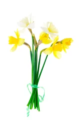 Foto op Canvas Spring garden daffodils on white background. Photo © ArtCookStudio