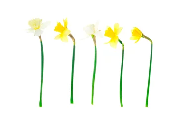 Wandcirkels tuinposter Spring garden daffodils on white background. Photo © ArtCookStudio