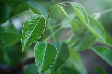 Obraz premium young green leaves in selective focus