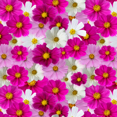 Flowers seamless pattern. Multi-colored cosmos