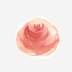 Hand drawn watercolor rose flower vector