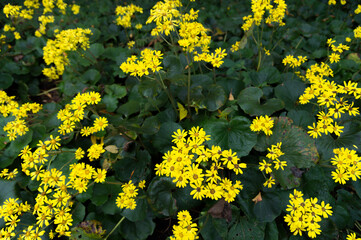 Yellow flowers