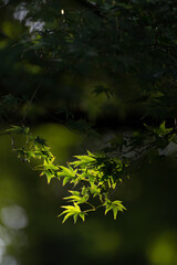 Soft new green leafs of Japanese maple in sunshine day.