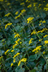 Obraz premium Yellow flowers