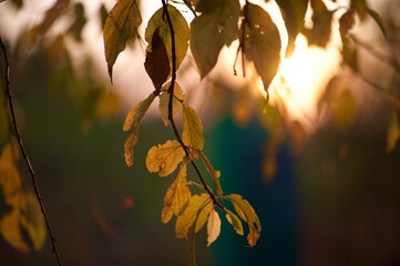 Autumn moment, Herbstblätter in gelb/braun, Sonnenuntergang 