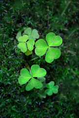 Fototapeta na wymiar Clover leaves close up, nature magic background. green three-leaves plant in forest. shamrocks, St.Patrick`s day holiday symbol. flat lay