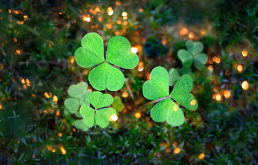 Clover leaves close up, nature magic background. green three-leaves plant in forest, mystic light bokeh. shamrocks, St.Patrick`s day holiday symbol. flat lay