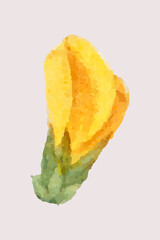 Hand drawn yellow cytisus flower vector vintage illustration