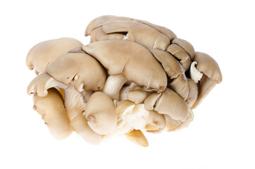 Bunch of fresh raw oyster mushrooms isolated on white background