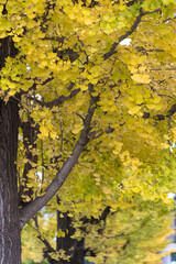 Obraz premium close-up of gingko tree in autumn